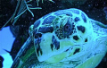   This green sea turtle became interested my yellow camera housing came portrait. portrait  